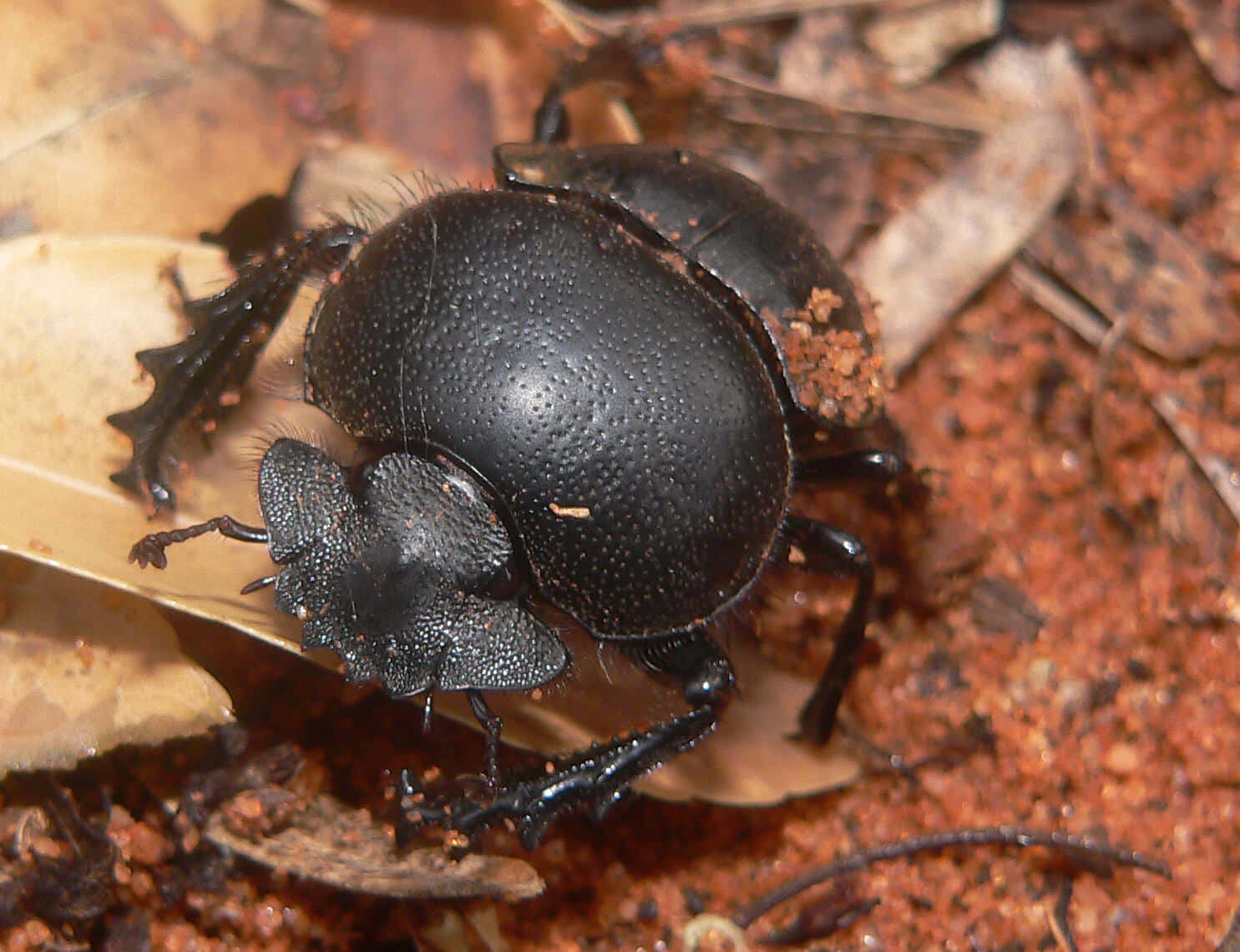 glossy black scarab beetle, textured shell, spiky head, HD Desktop Wallpaper