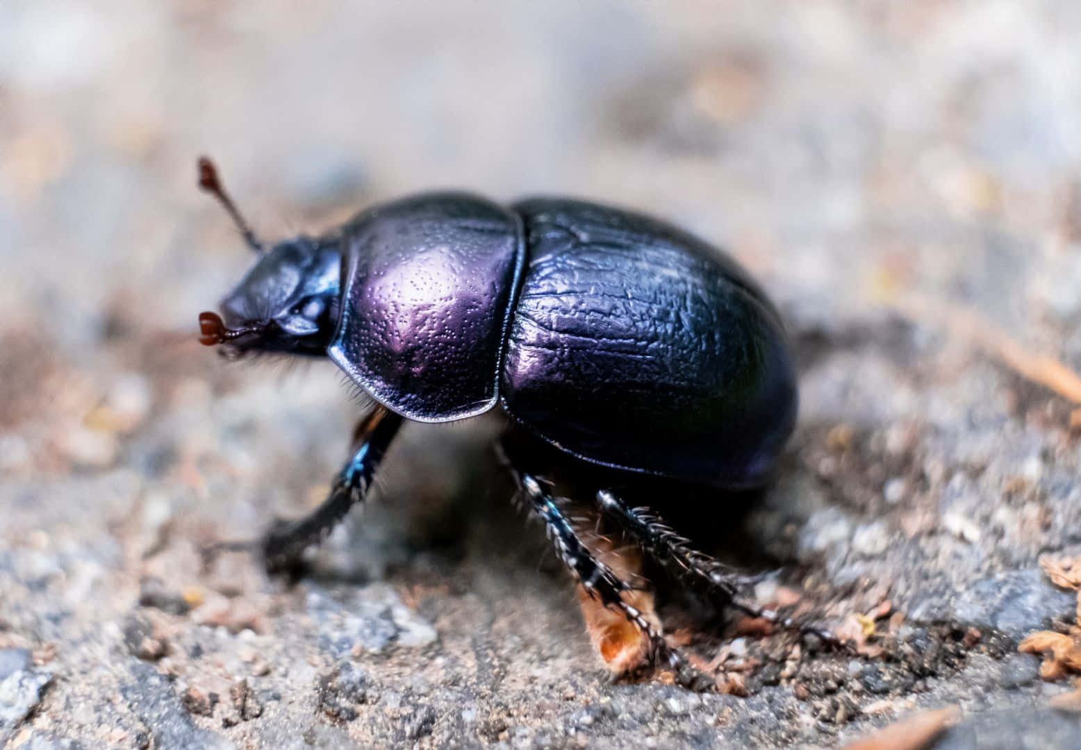 dung beetle, shiny metallic purple, rough textured ground, HD Desktop Wallpaper