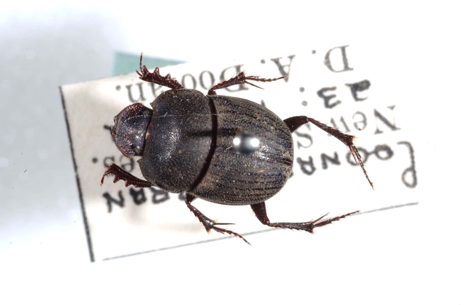dung beetle, entomological card, handwritten text, HD Desktop Wallpaper