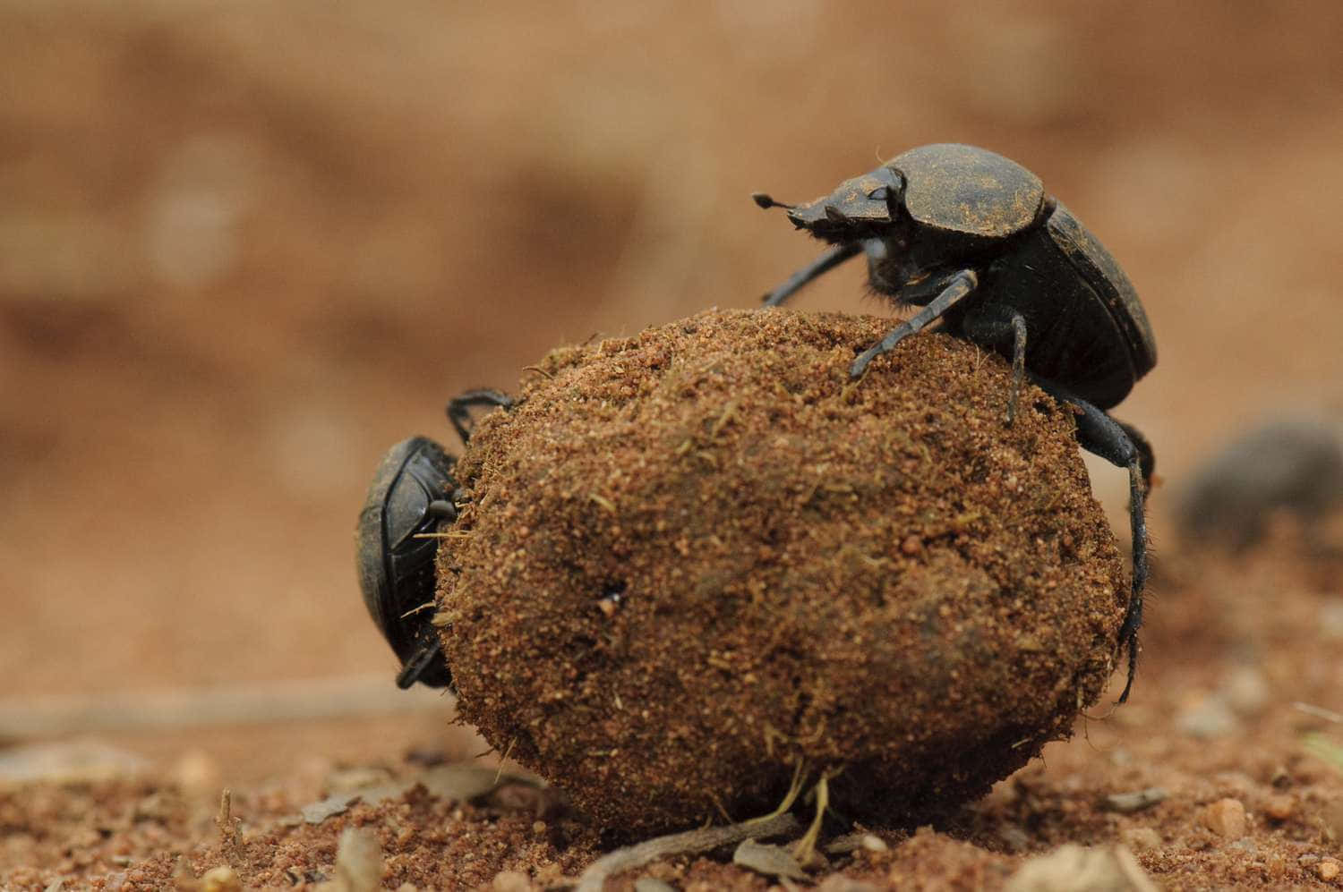 Dung Beetle, black, large round ball, HD Desktop Wallpaper