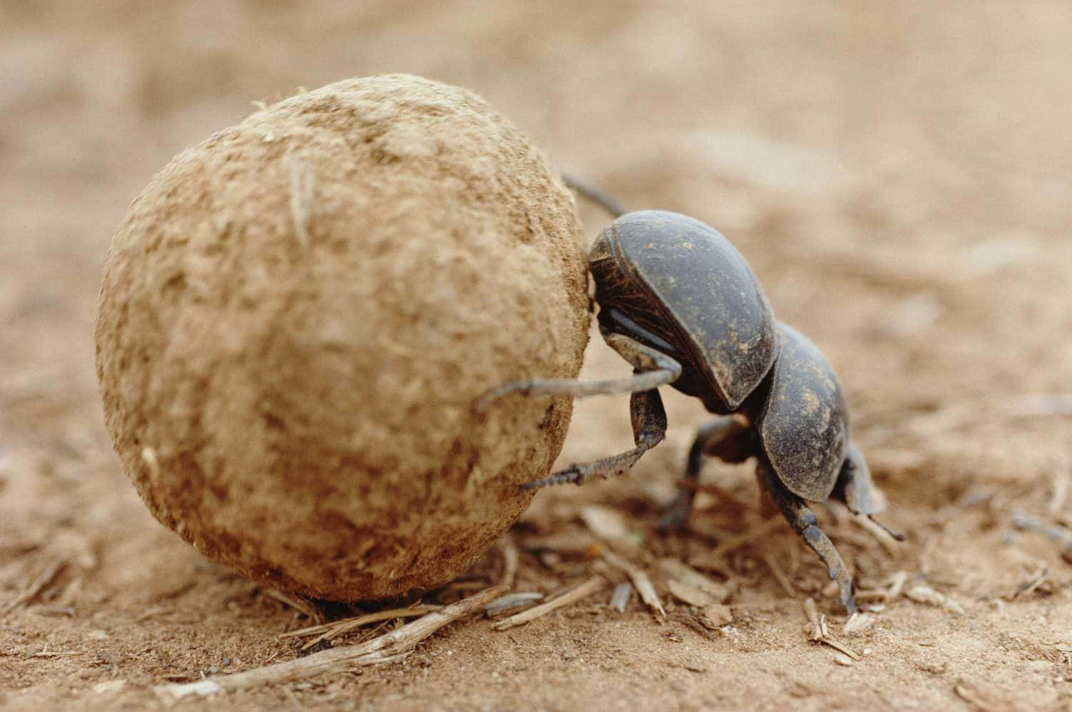 dung beetle, round ball, dried sandy ground, HD Desktop Wallpaper
