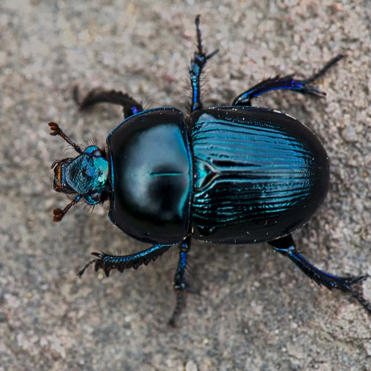shiny dung beetle, metallic blue-black, detailed ridges, SD Desktop Wallpaper