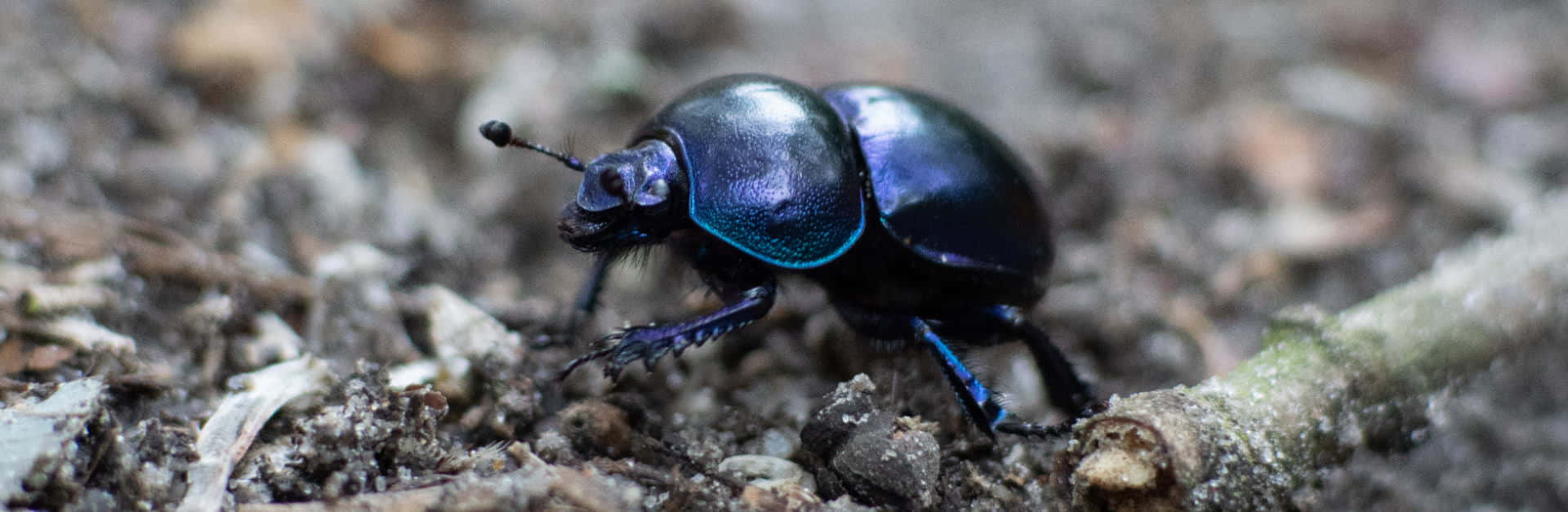 dung beetlein, metallic blue, iridescent shell, Full HD Desktop Wallpaper