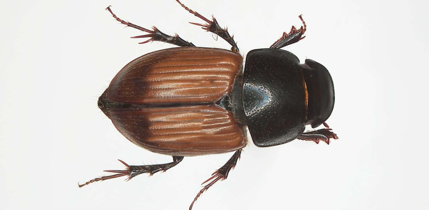 dung beetle, brown and black beetle, segmented shell, HD Desktop Wallpaper