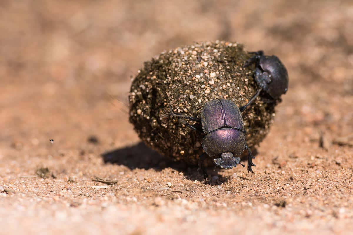 Dung Beetle, iridescent purple, dung ball, SD Desktop Wallpaper