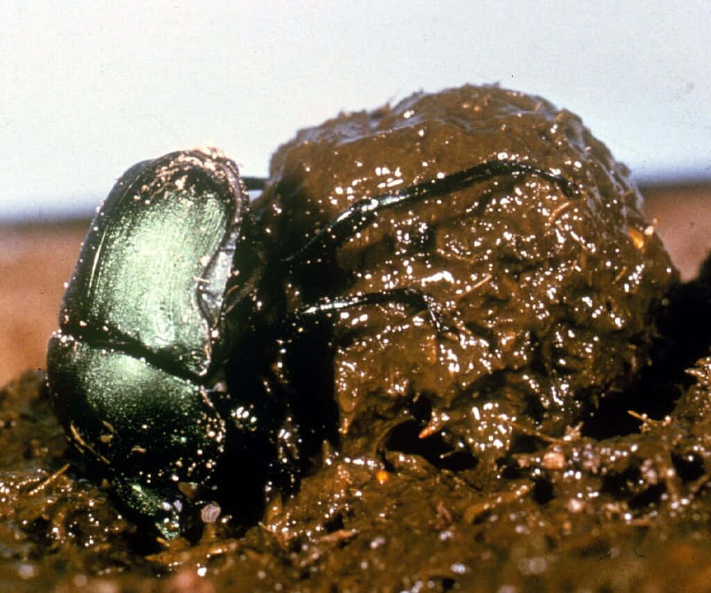 Dung Beetle, shiny green, wet brown dung ball, SD Desktop Wallpaper
