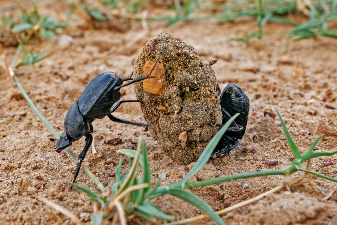 Dung Beetle, black, dung ball, SD Desktop Wallpaper
