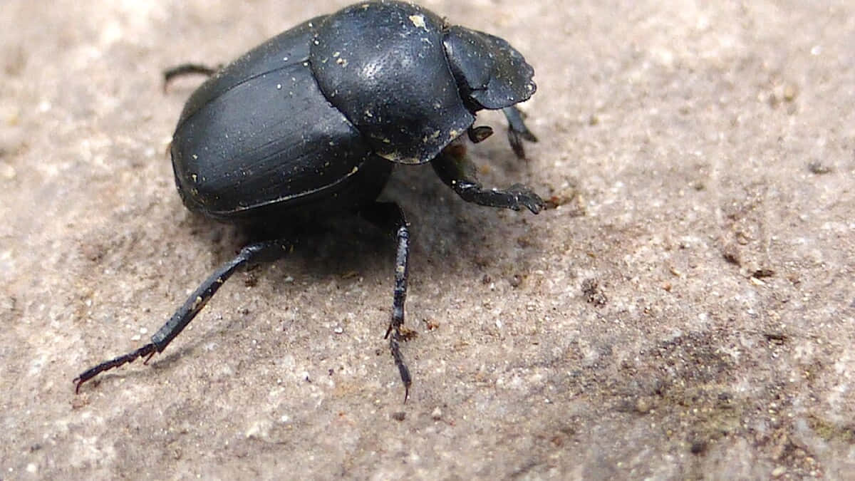dung beetle, glossy black, textured sandy ground, SD Desktop Wallpaper