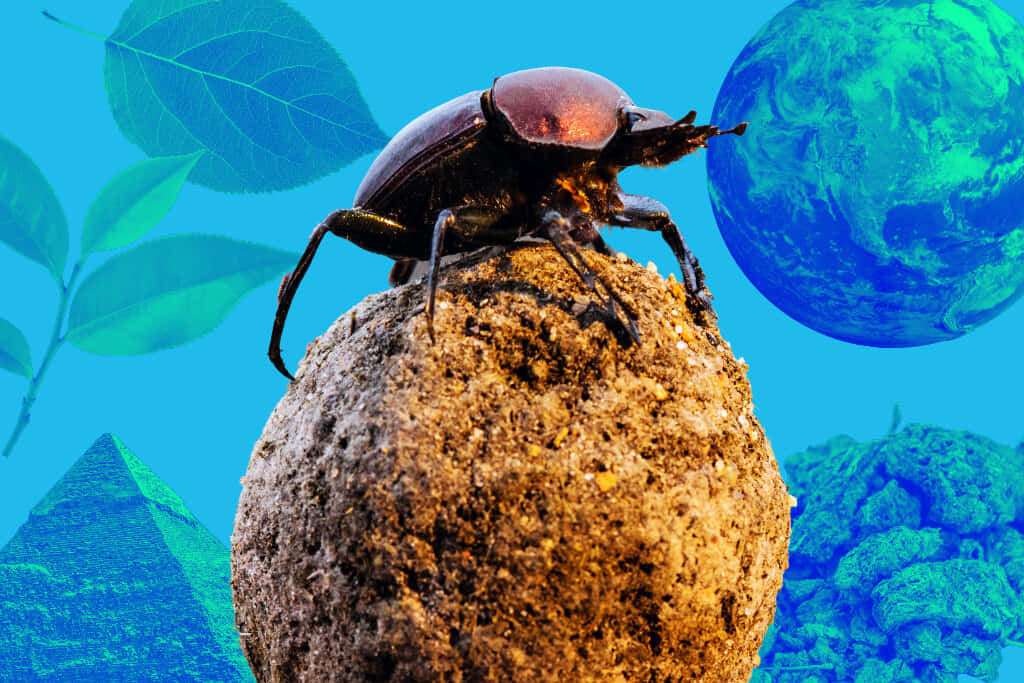 dung beetle, dung ball, surreal blue backdrop, SD Desktop Wallpaper