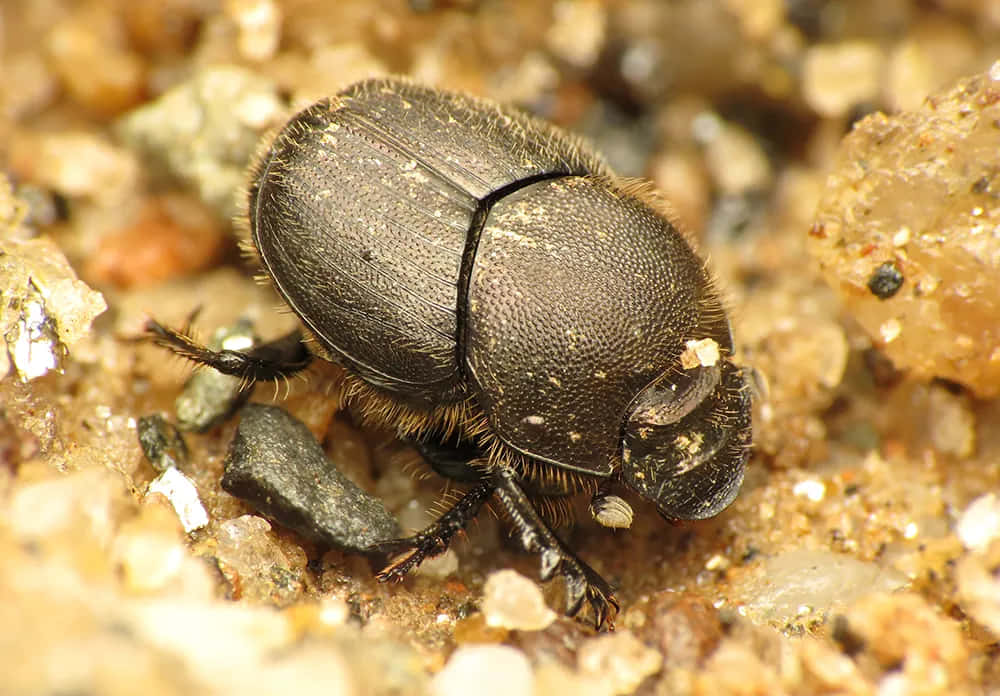 dung beetle, dark brown, fine hairs, SD Desktop Wallpaper