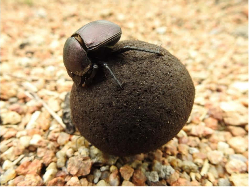 dung beetle, shiny black, perfect round ball, SD Desktop Wallpaper