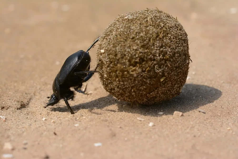 dung beetle, black, round ball, SD Desktop Wallpaper