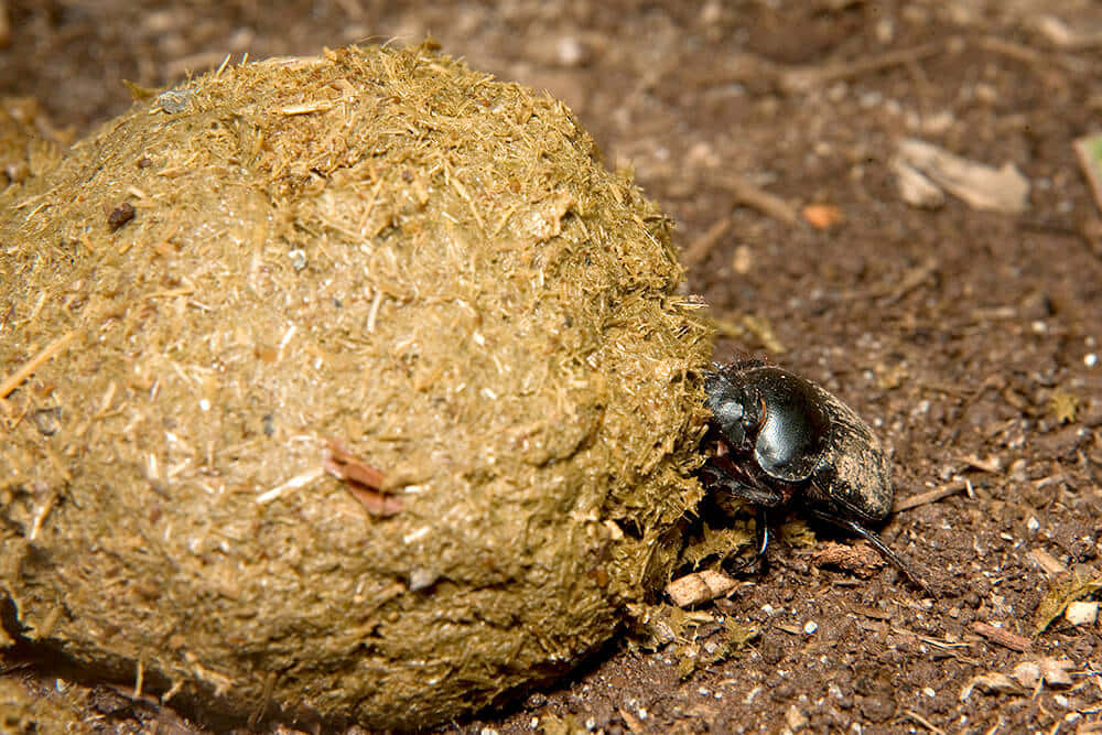 dung beetle, shiny black, textured ball, SD Desktop Wallpaper