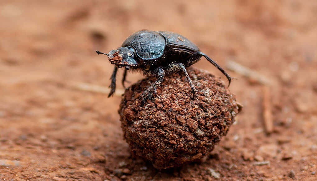 dung beetle, shiny black, rough brown dung ball, SD Desktop Wallpaper