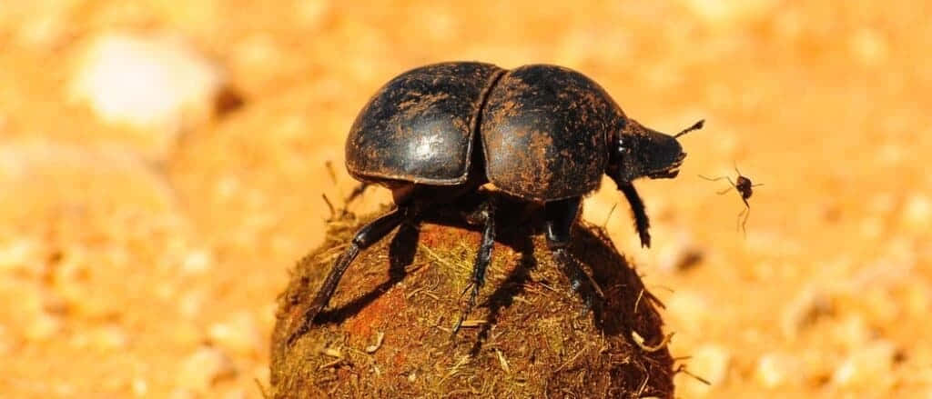 Dung Beetle, black, golden desert sand, SD Desktop Wallpaper