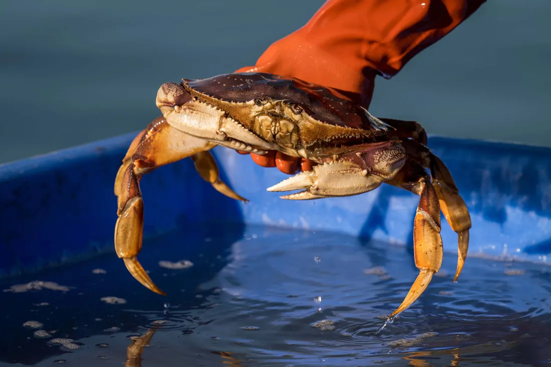 Dungeness Crab