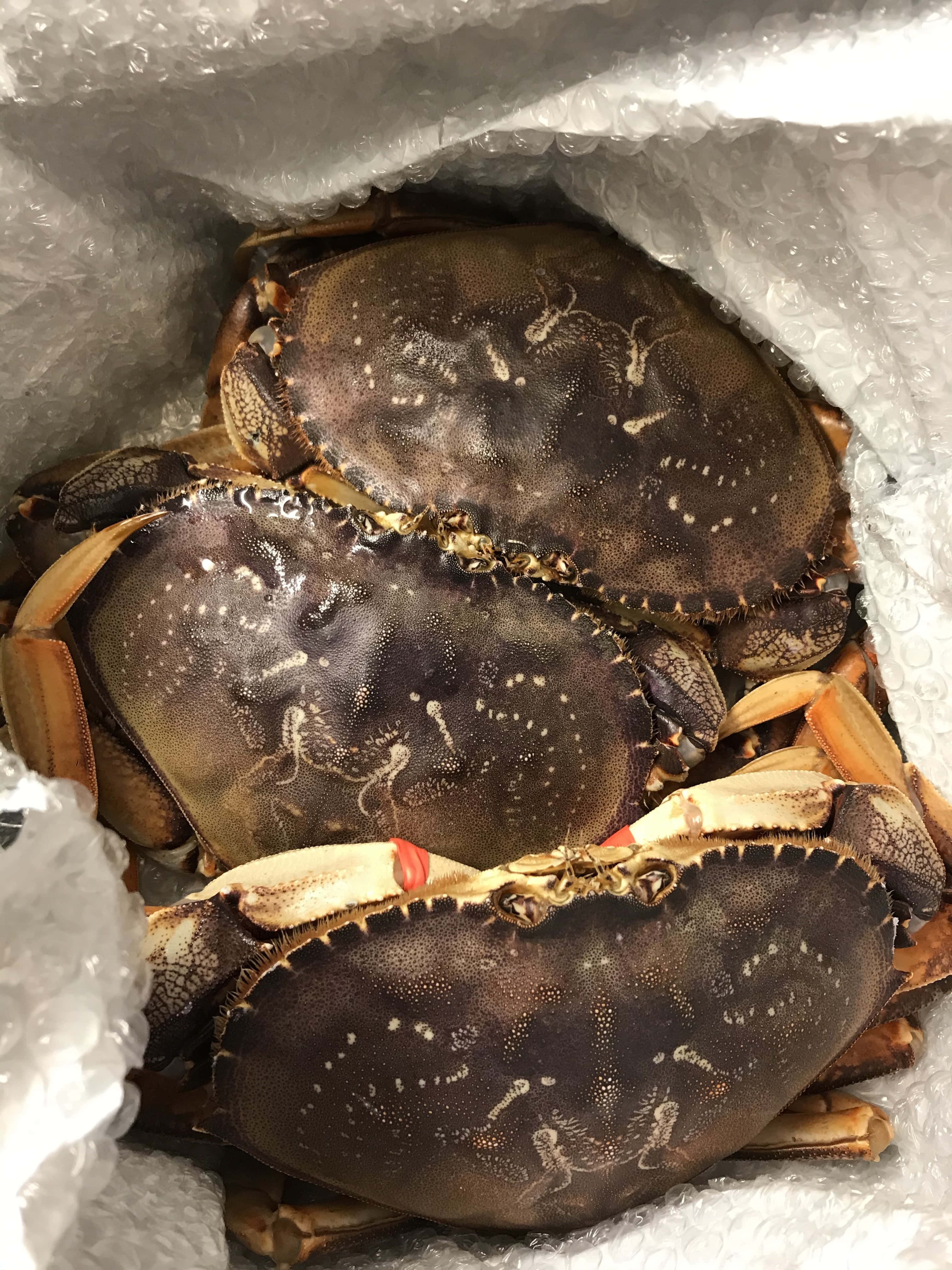 Dungeness Crab, mottled brown shells, white spots, 4K Phone Wallpaper