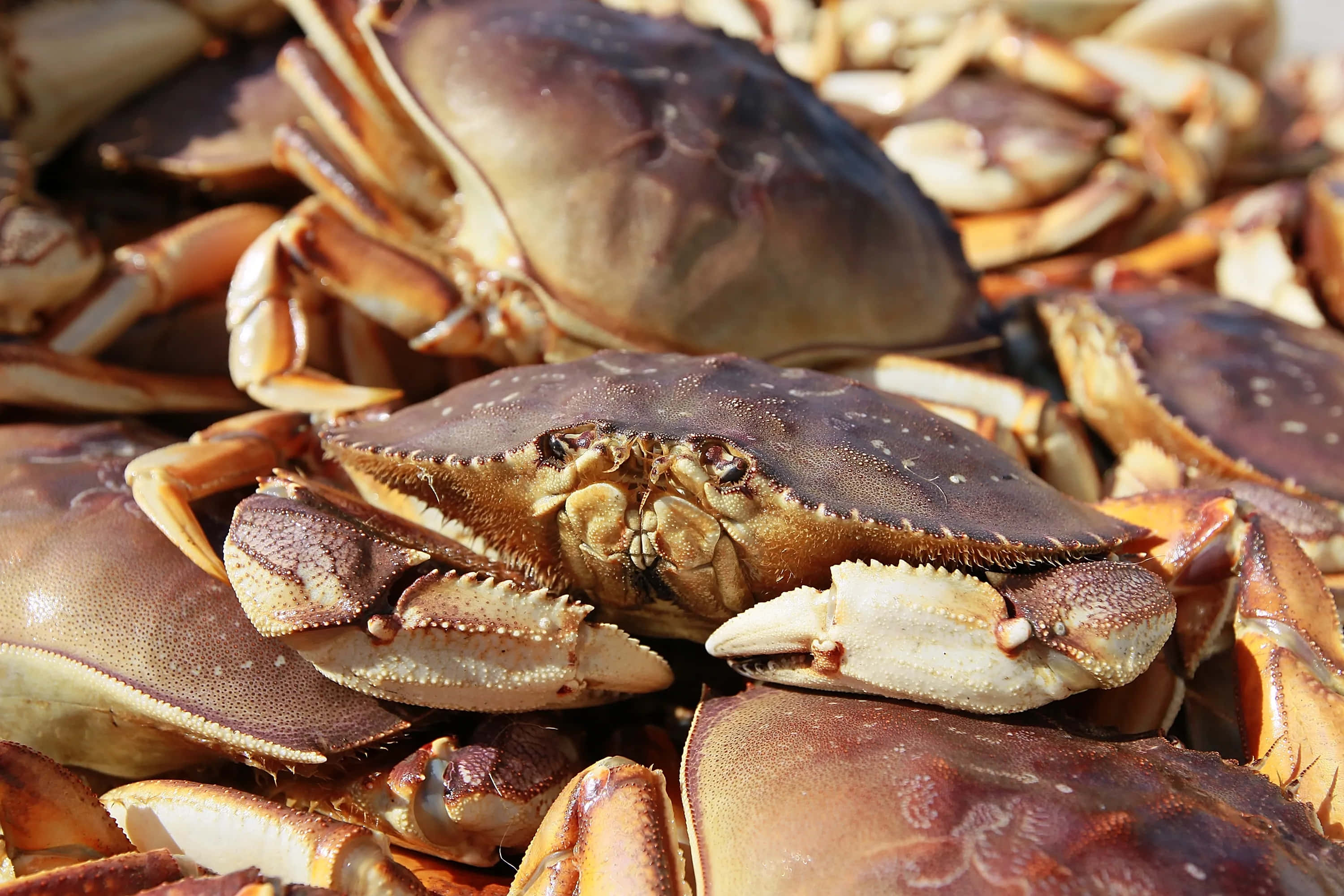 Dungeness Crab, brown crabs, detailed shells, 2K Desktop Wallpaper