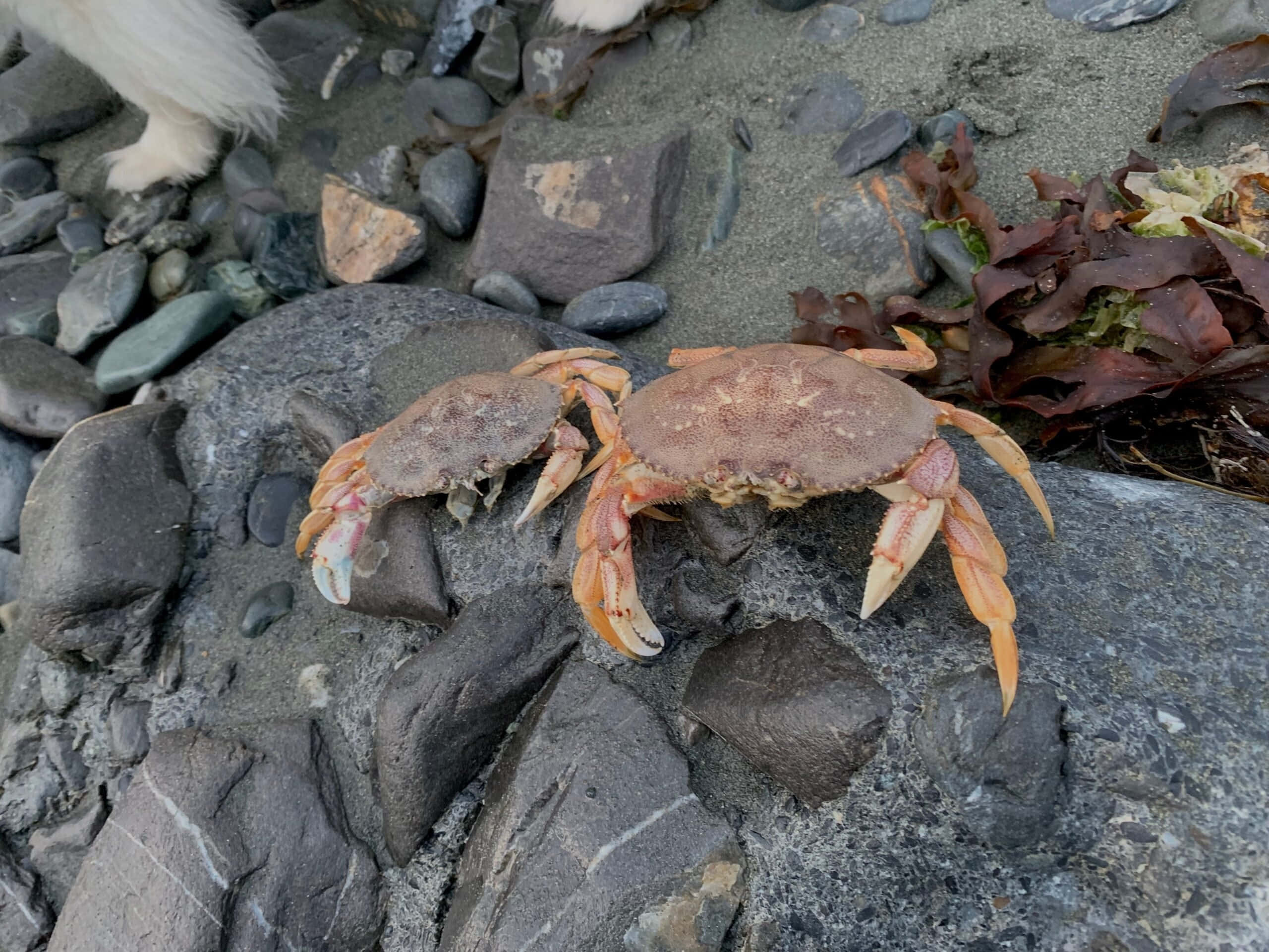 Dungeness Crab, rocky shore, orange claws, 2K Desktop Wallpaper