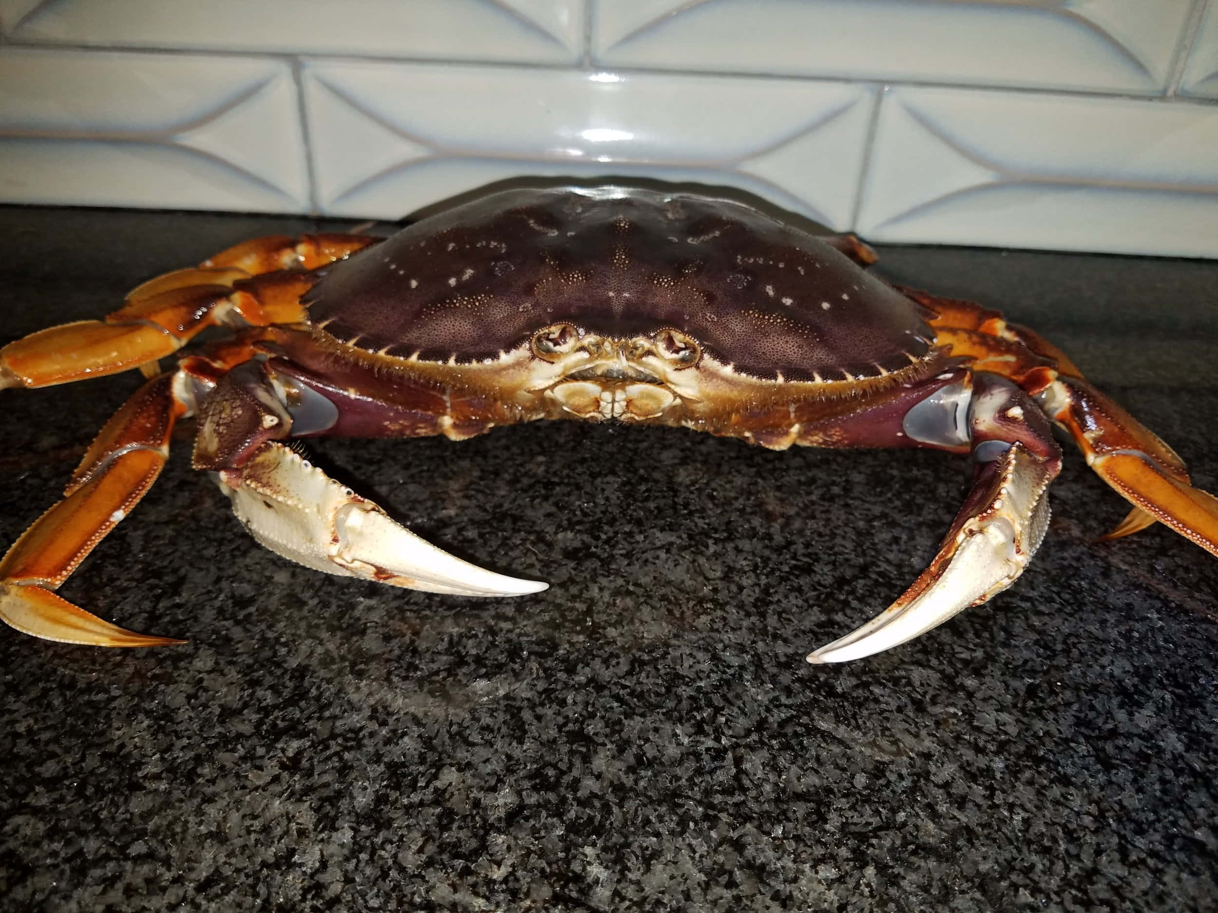 Dungeness Crabon Counter, dark shell, orange claws, Full HD Desktop Wallpaper