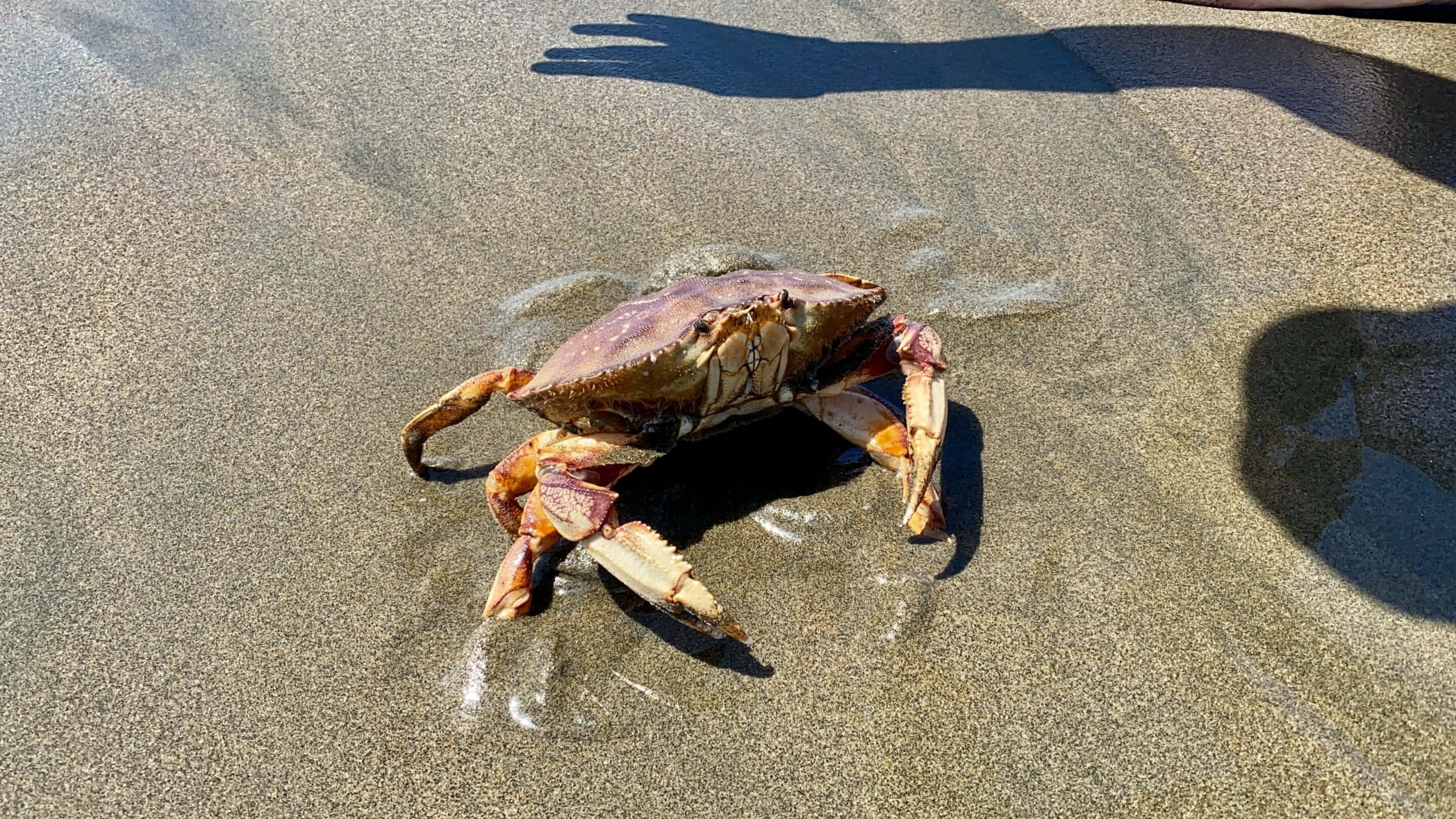 Dungeness Crab, sandy shore, mottled purple and orange shell, 2K Desktop Wallpaper