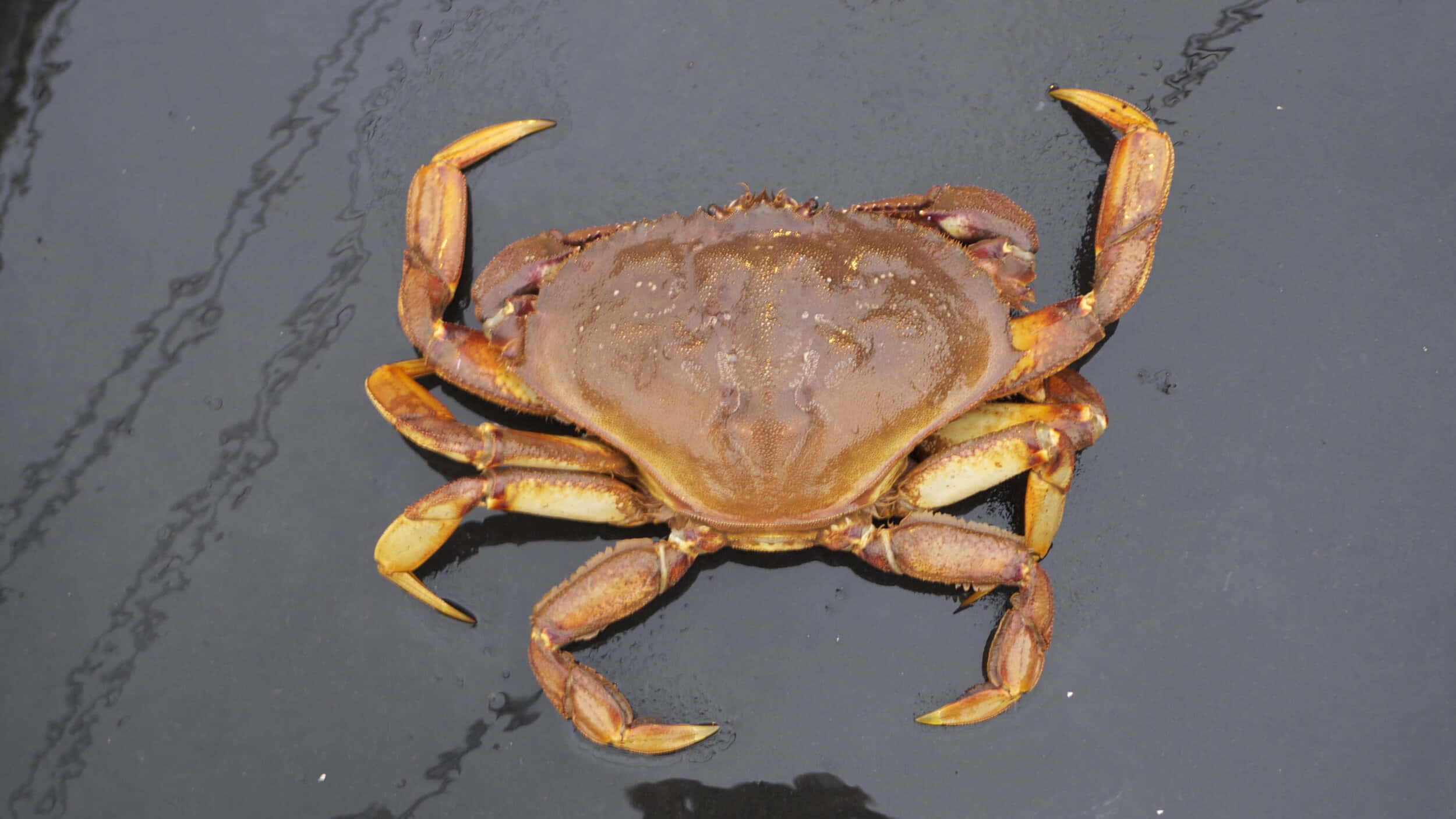 Dungeness Crab, water surface, brown crab, Full HD Desktop Wallpaper