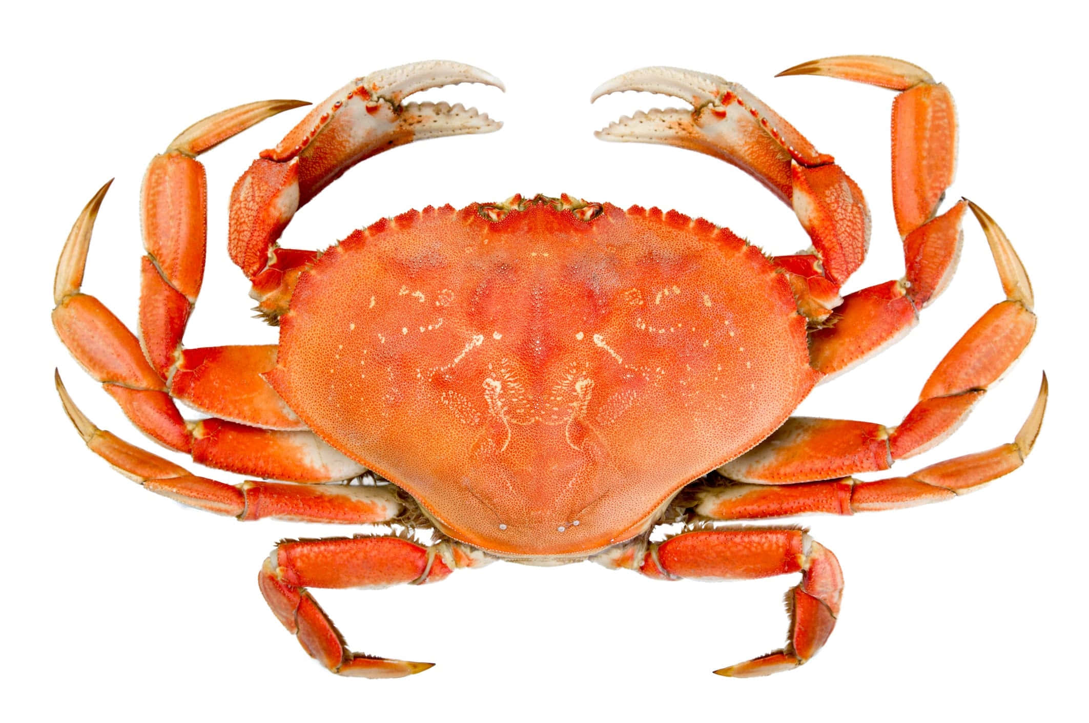 Dungeness Crab, vibrant orange, textured shell, Full HD Desktop Wallpaper