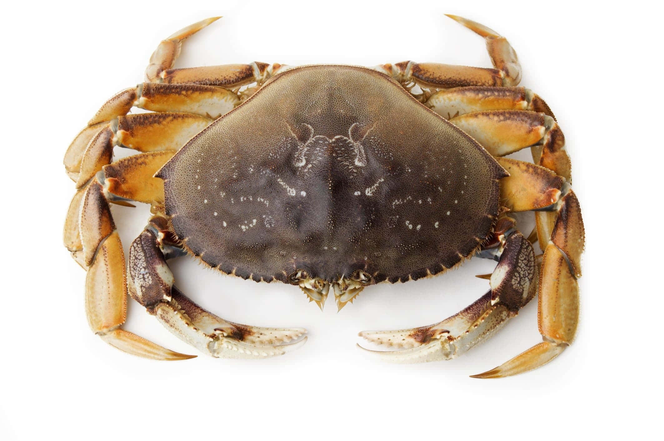 Dungeness Crab, brown shell, orange-tipped claws, Full HD Desktop Wallpaper