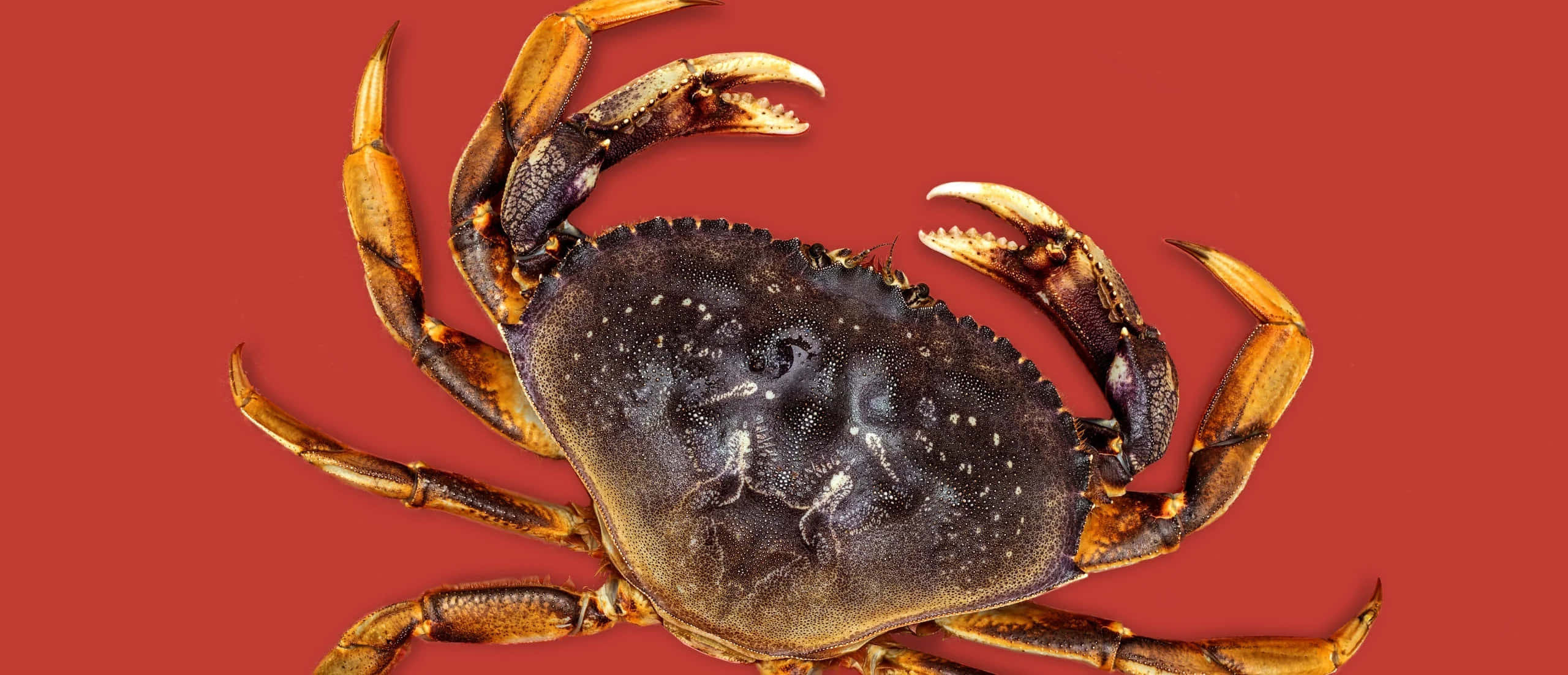 Dungeness Crab, red background, top-down view, 2K Desktop Wallpaper