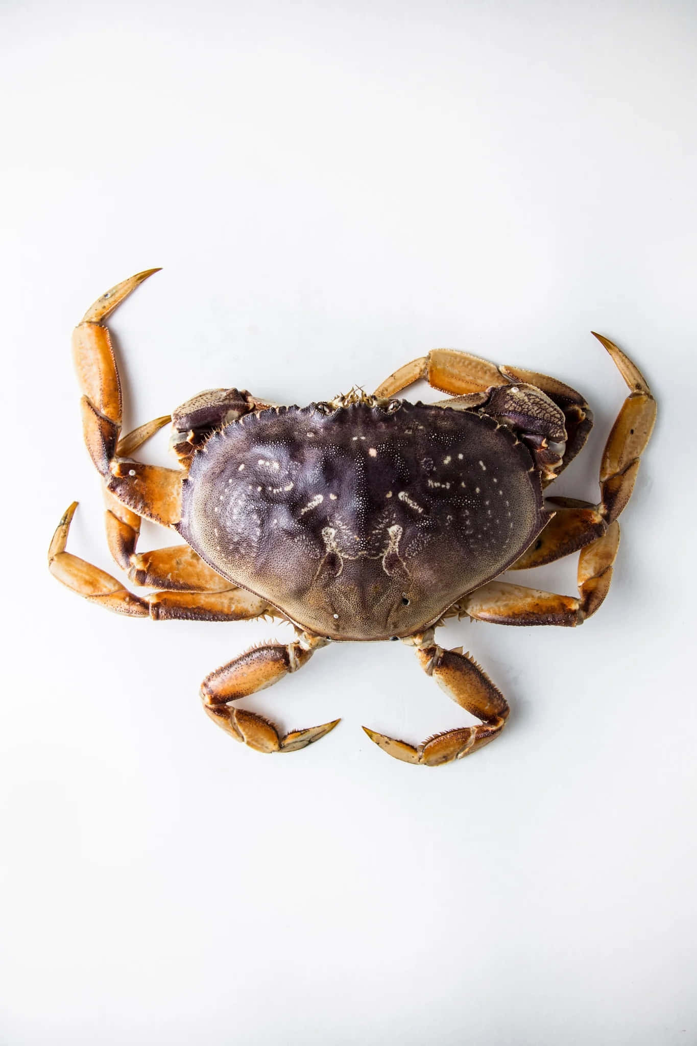 Dungeness Crab, brown shell, orange claws, Full HD Phone Wallpaper