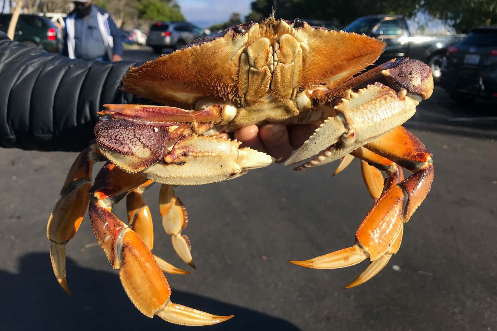 Dungeness Crab, orange and brown crab, spiky claws, Full HD Desktop Wallpaper