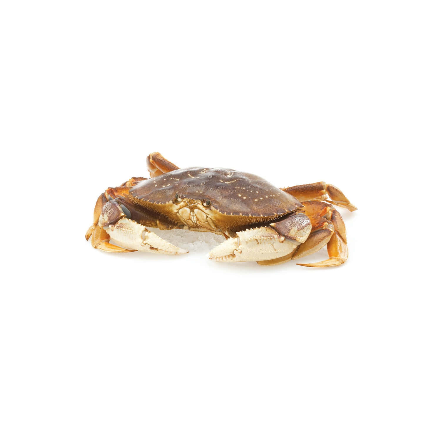 Dungeness Crab, brown shell, white claws, HD Desktop Wallpaper
