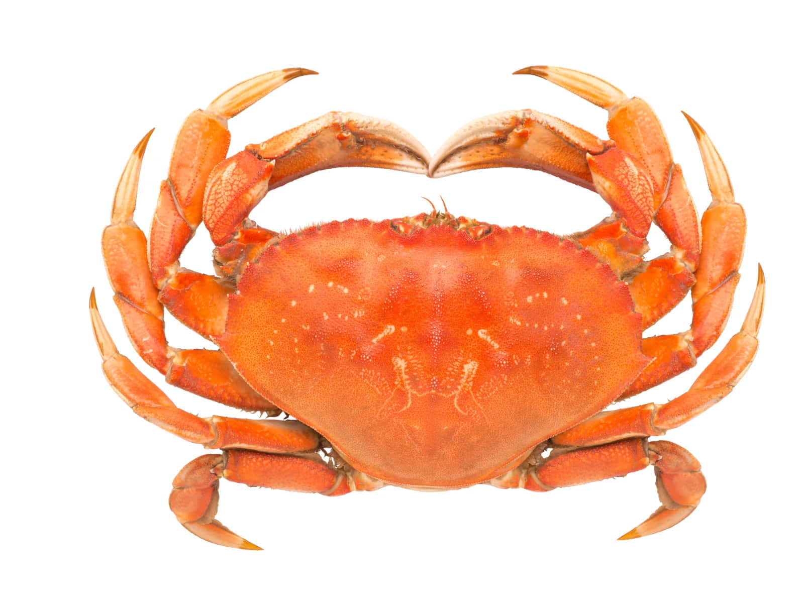 Dungeness Crab, vibrant orange, textured shell, HD Desktop Wallpaper