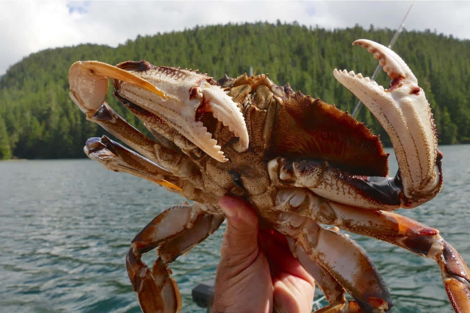 Dungeness Crab, brown crab, forest hills, HD Desktop Wallpaper