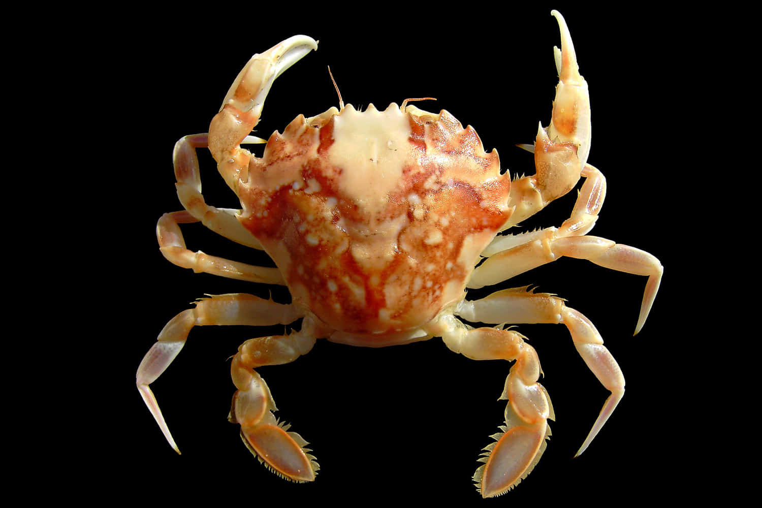 crab, mottled orange and beige shell, spiny legs, HD Desktop Wallpaper
