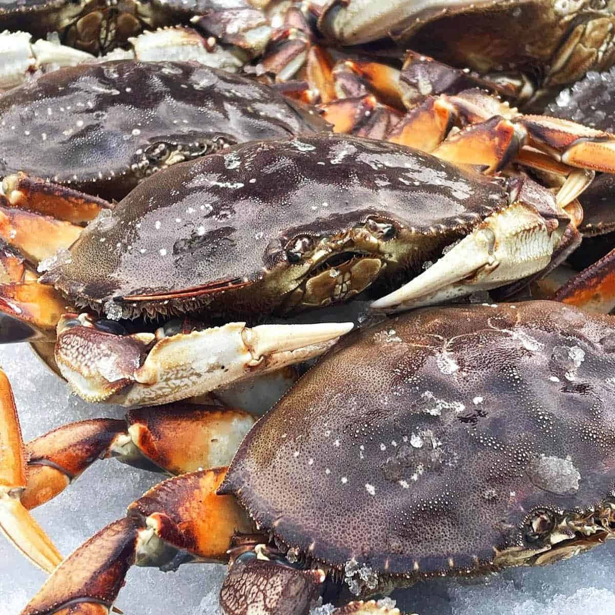 Dungeness Crab, crushed ice, dark shells, SD Desktop Wallpaper
