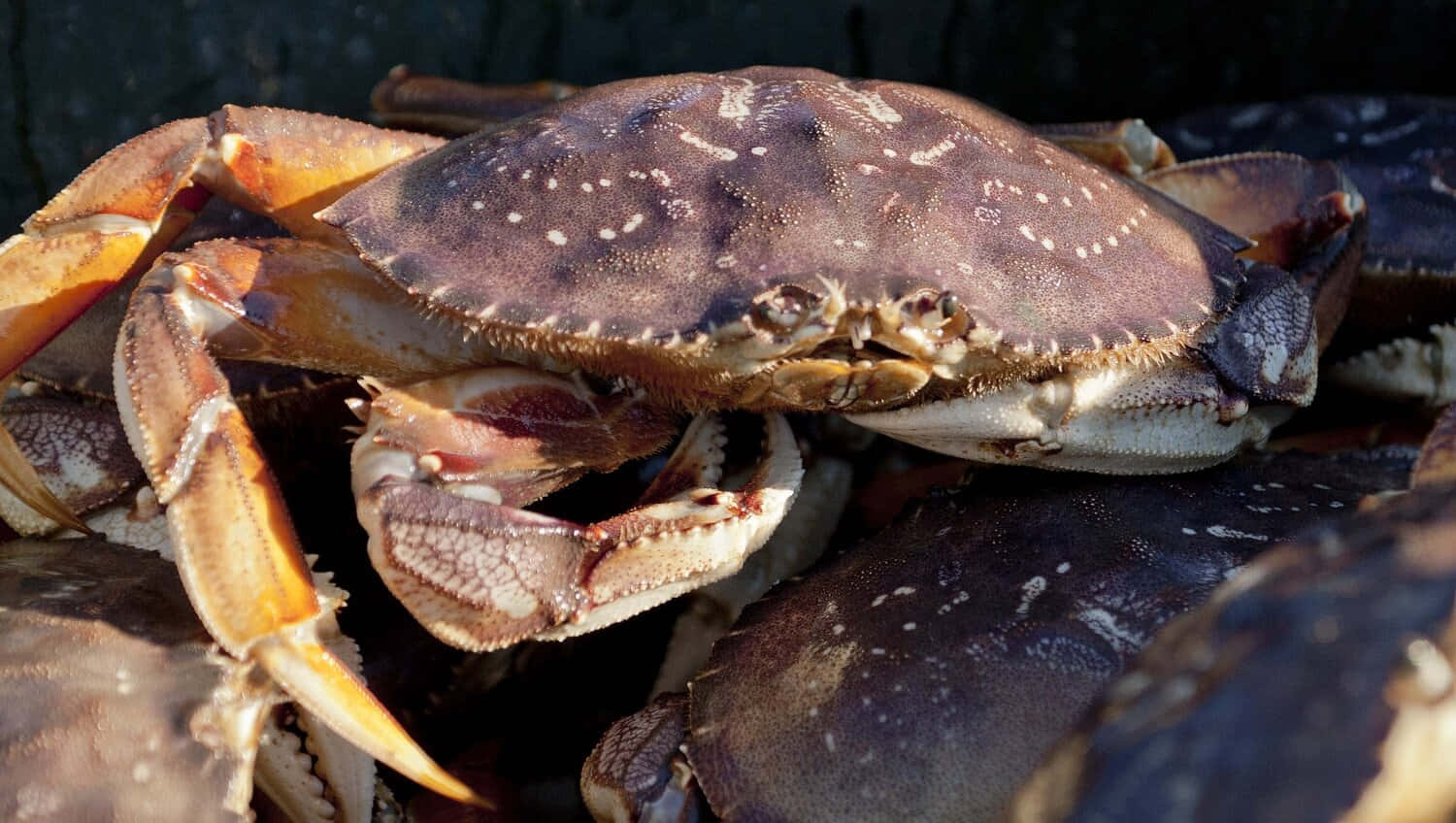 Dungeness Crab, mottled brown shell, orange-tipped claws, HD Desktop Wallpaper