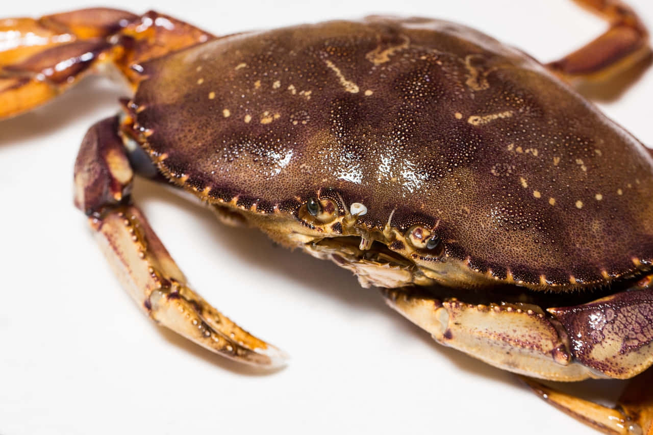 Dungeness Crab, brown speckled, visible eyes, HD Desktop Wallpaper