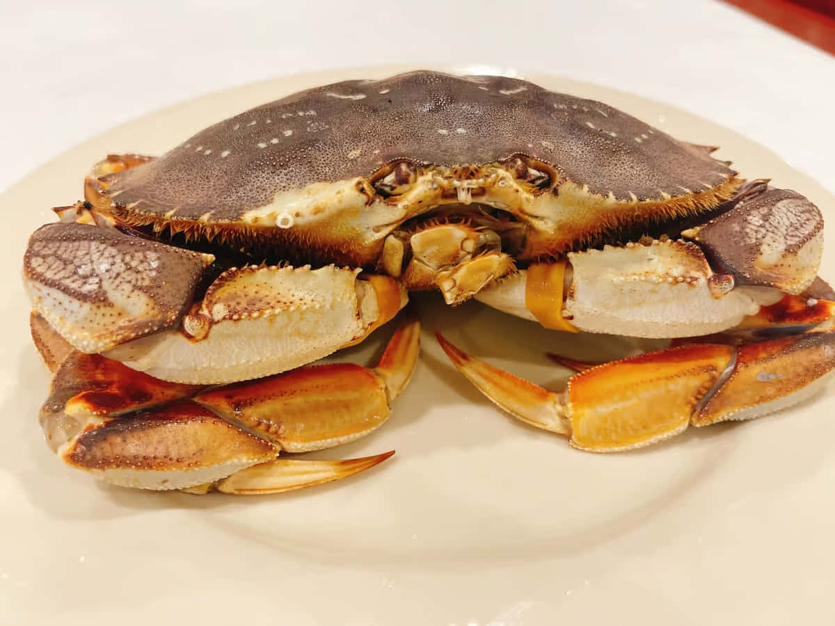 Dungeness Crab, brown speckled shell, orange-tipped claws, SD Desktop Wallpaper