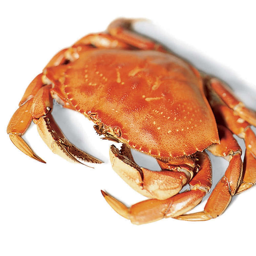 Dungeness Crab, orange shell, textured carapace, SD Desktop Wallpaper