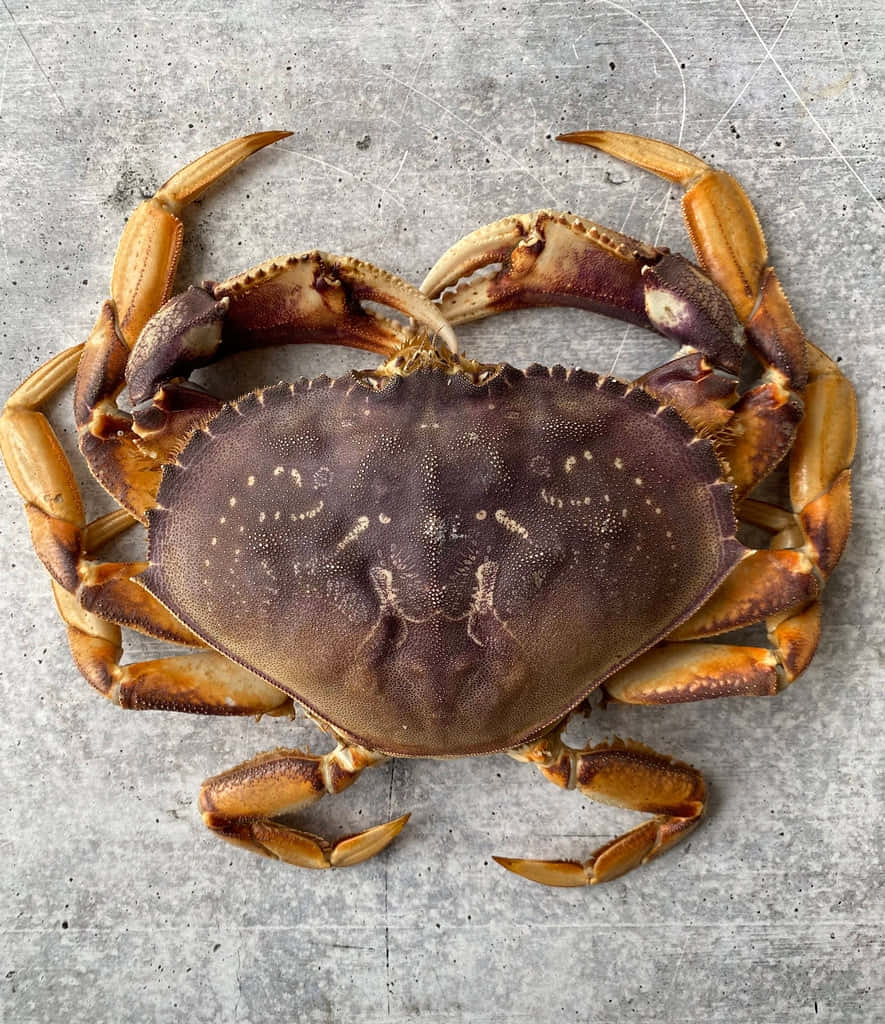 Dungeness Crab, orange claws, speckled brown shell, SD Phone Wallpaper