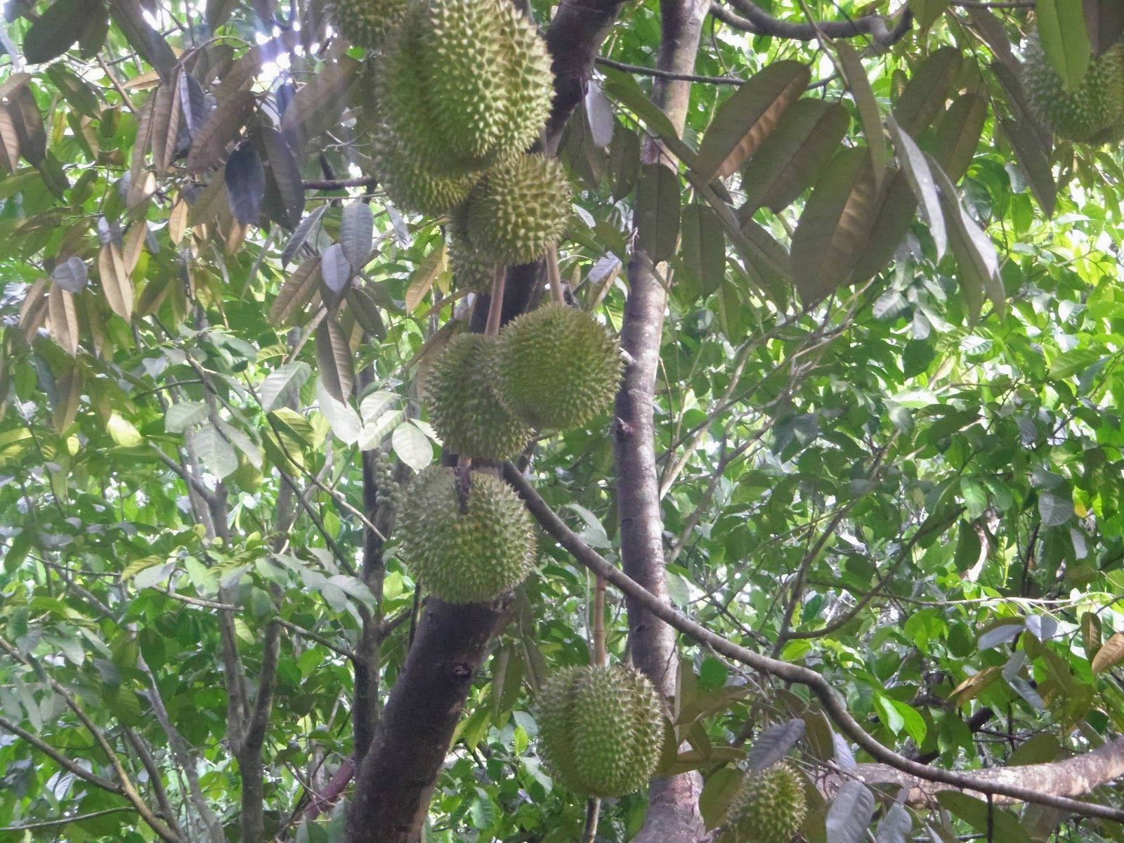 durian fruit, southeast asian plantation, tree branch, HD Desktop Wallpaper