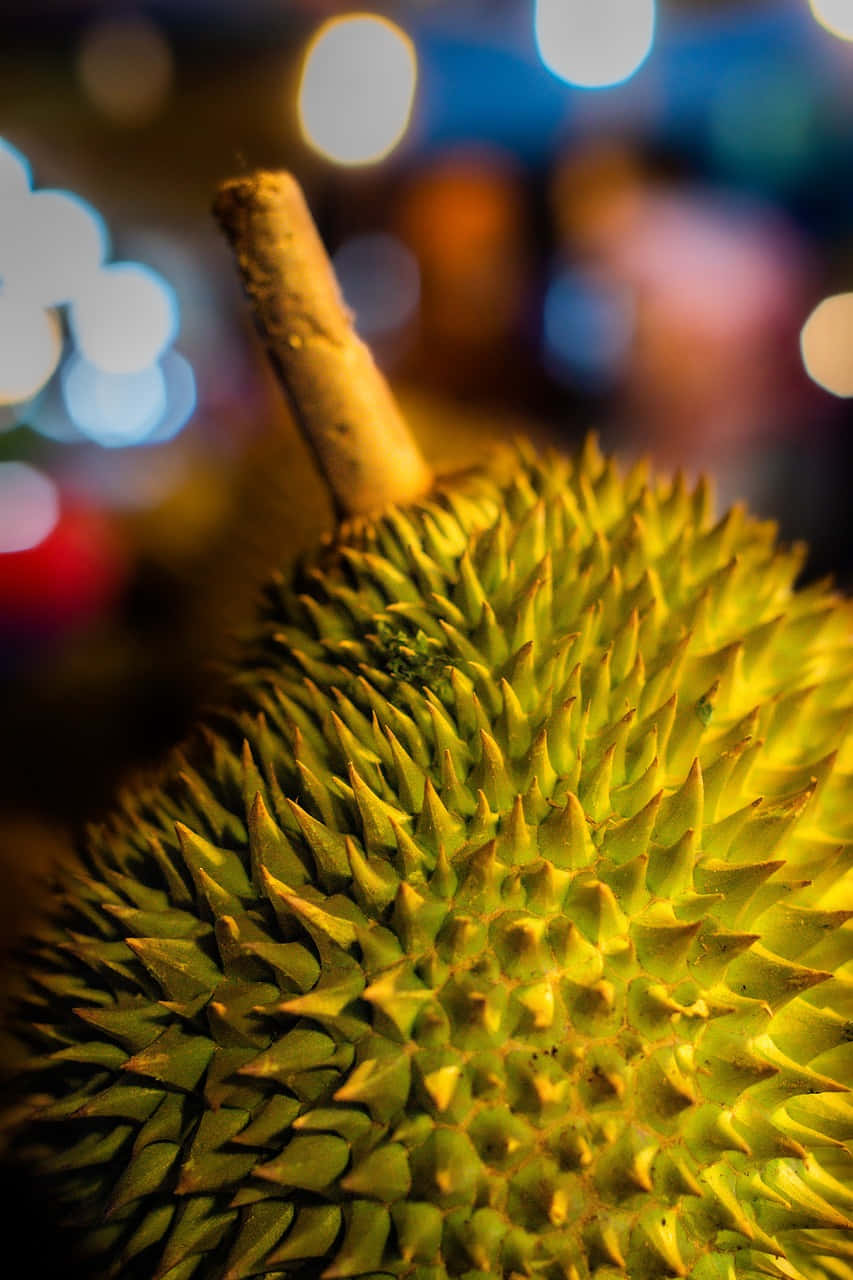 durian fruit, spiky green, warm light, HD Phone Wallpaper