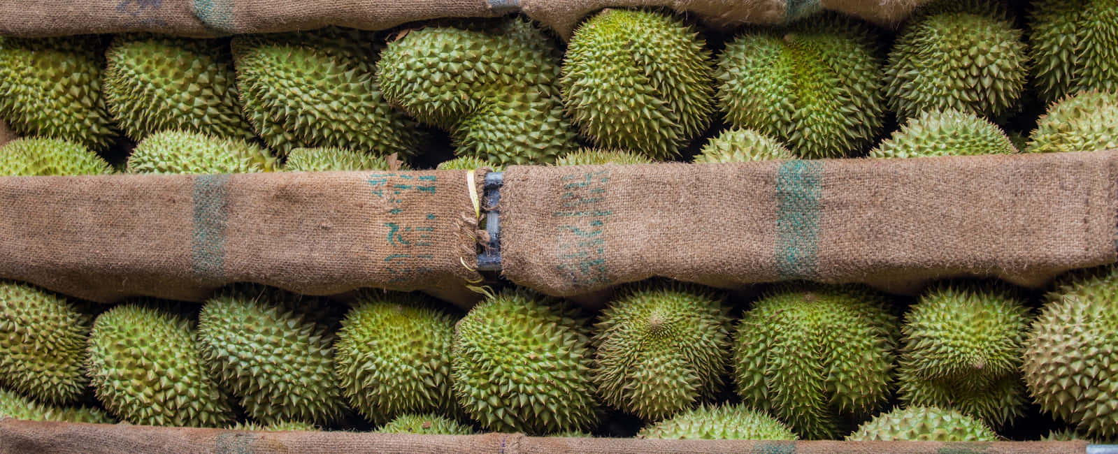 durian, spiky green durians, burlap sacks, HD Desktop Wallpaper