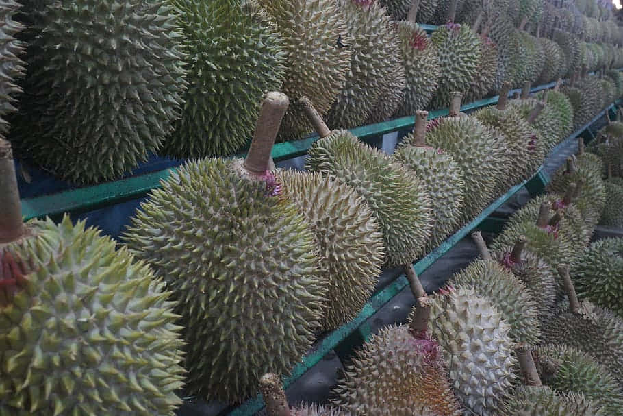 durian fruit, spiky green durian fruits, green conveyor belt, SD Desktop Wallpaper