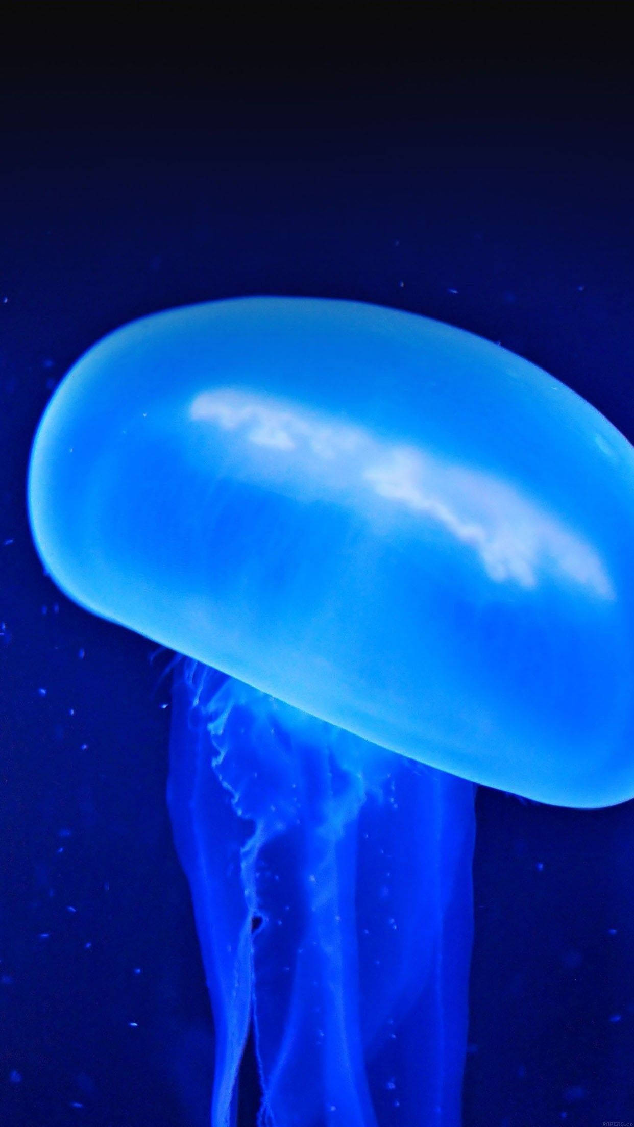 Dynamic, blue, jellyfish, Full HD Phone Wallpaper