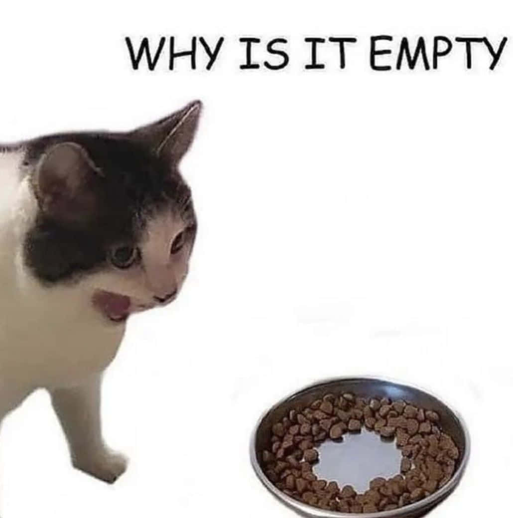 E-commerce Memes, confused cat, empty food bowl, SD Phone Wallpaper