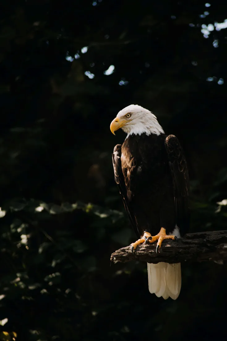 Eagle iPhone