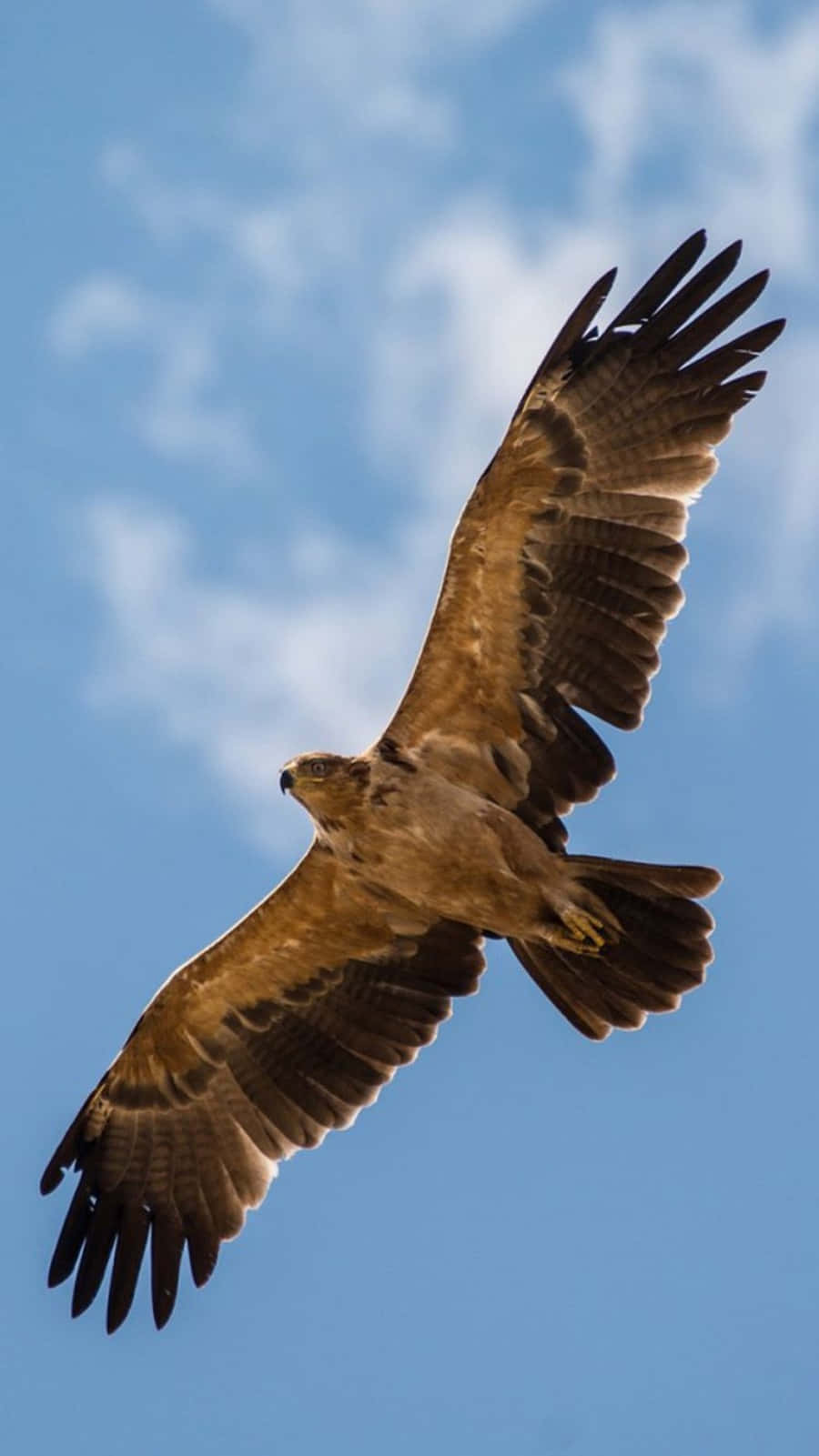 eagle, iPhone, bright blue sky, HD Phone Wallpaper