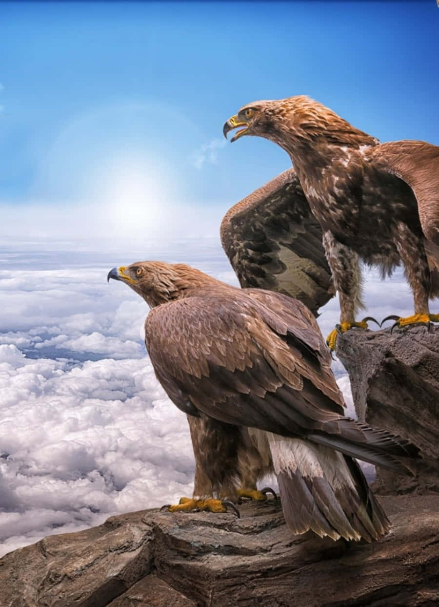 Eagle iPhone, golden eagles, rugged cliff, SD Phone Wallpaper